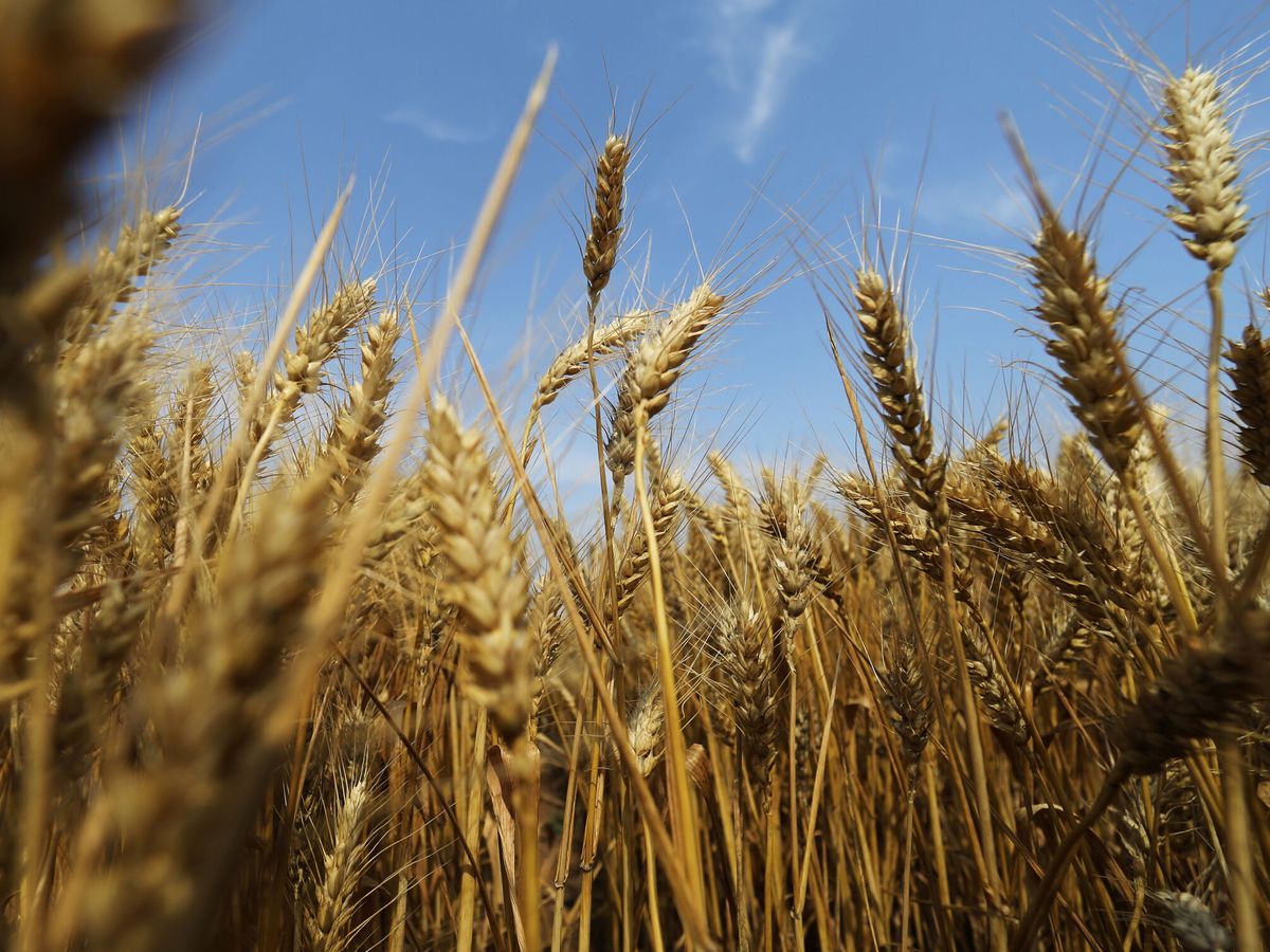 El papel de la agricultura sostenible