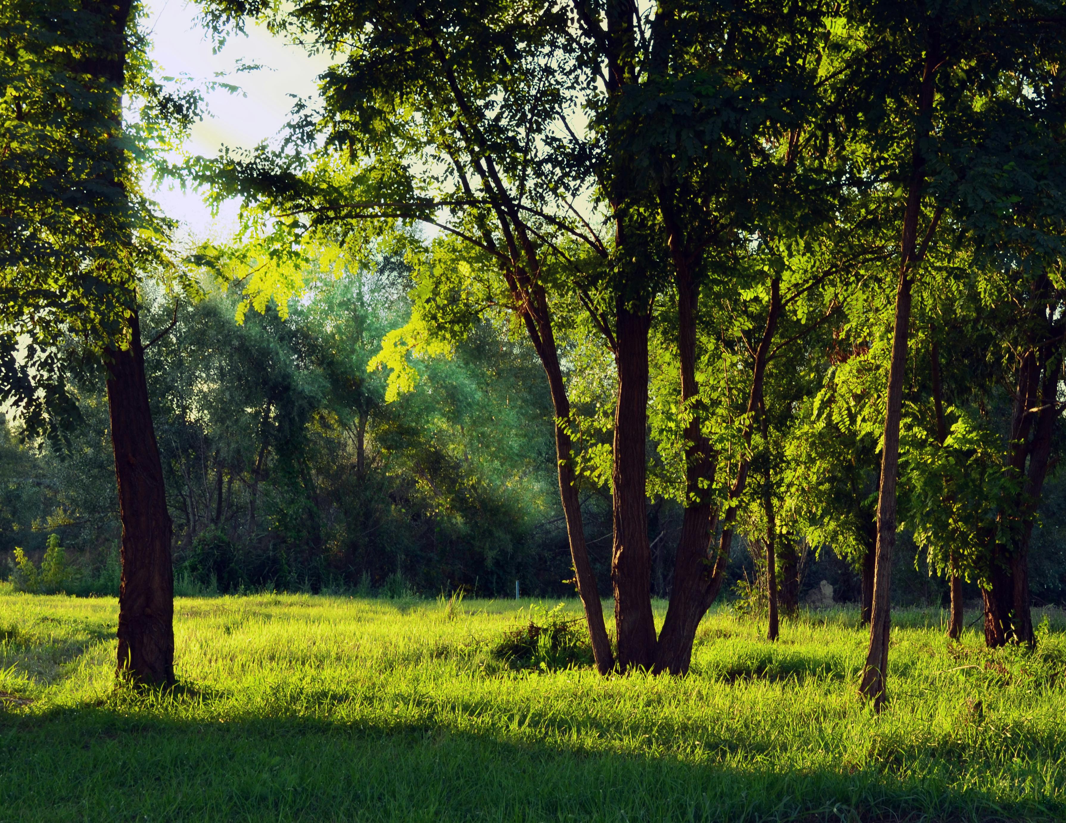 Bosques corporativos para la neutralidad de carbono, ¿cómo conseguirlo?