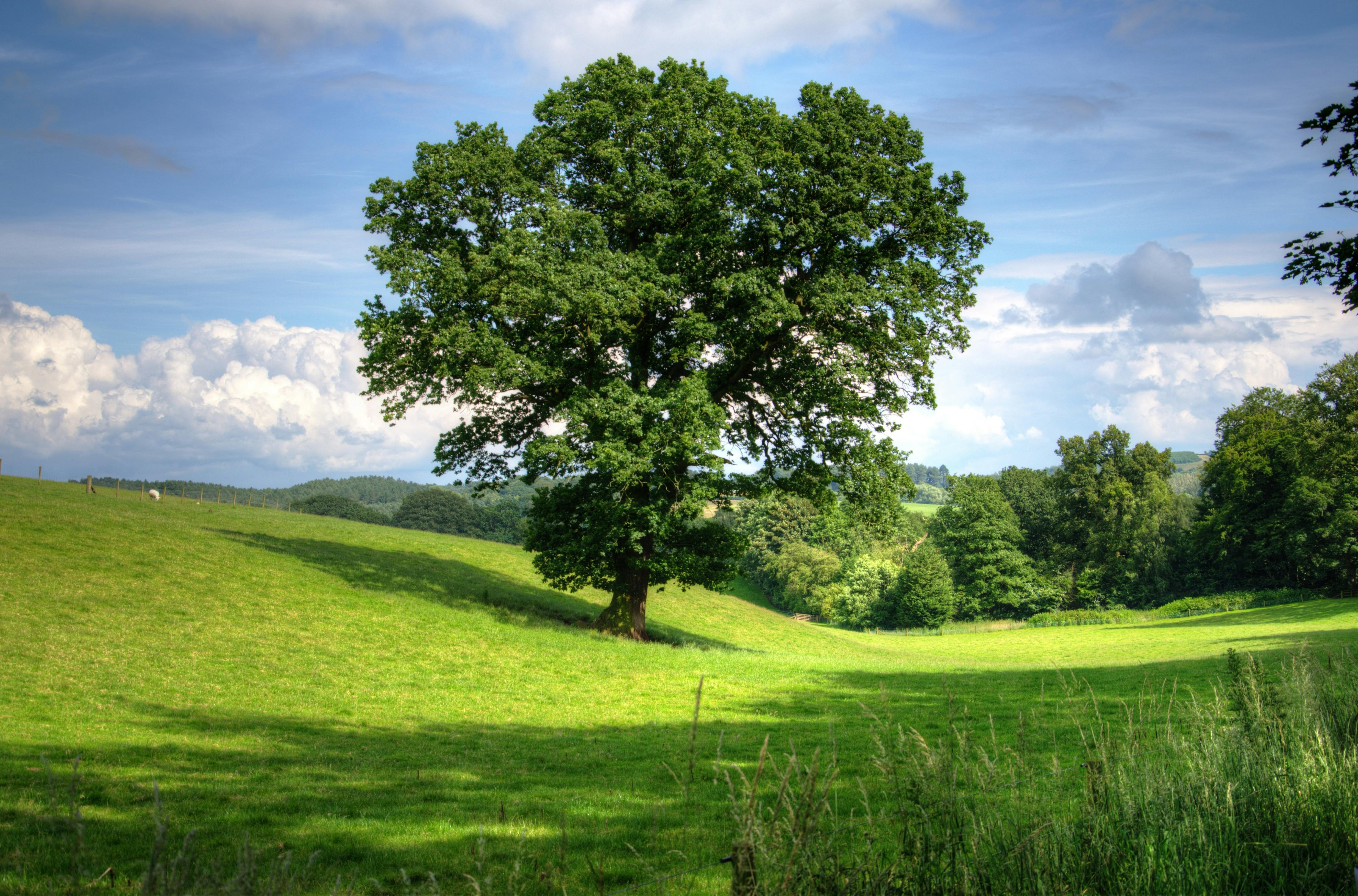 Celebrando el Día Mundial del Árbol