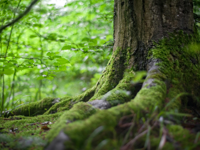 La Ley de Transición Ecológica en España: Un paso hacia la sostenibilidad